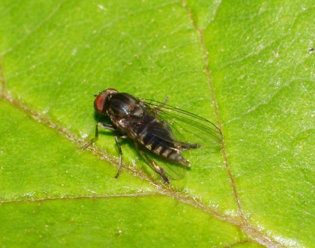 Platypezidae sp.?  S